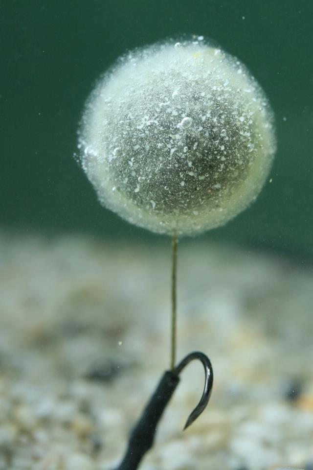 dupa net adunate - 7343885904417909856191385642297n.jpg